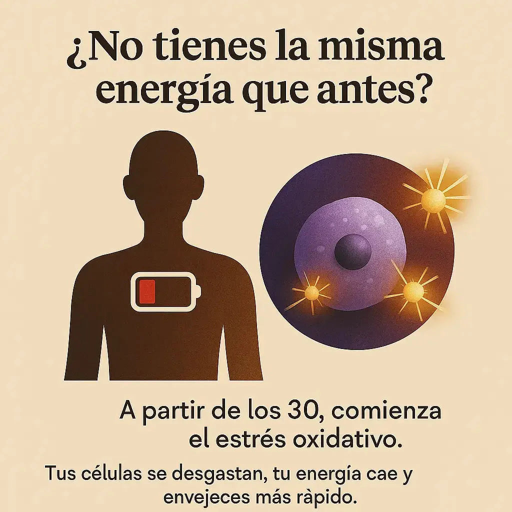 RYZE Mushroom Coffee – Energía Más Estable, Sin Los Bajones Del Café Tradicional